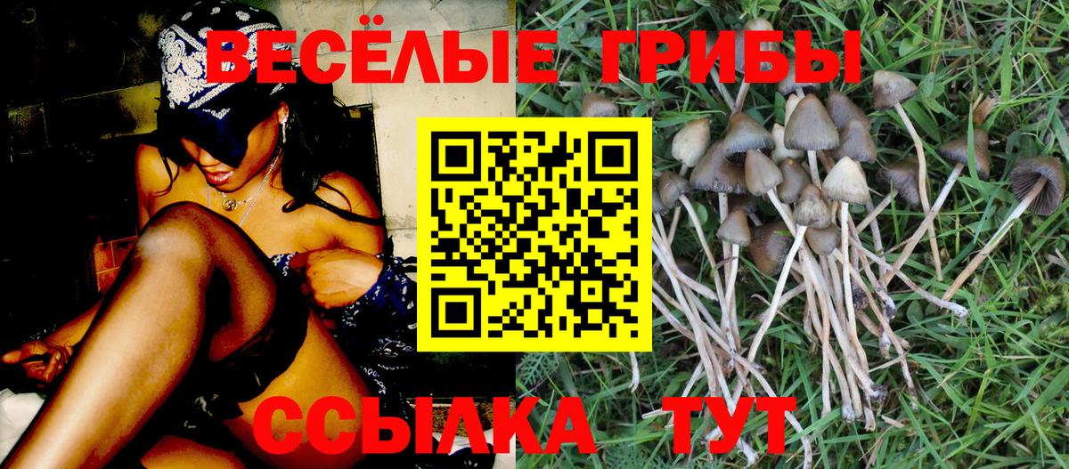 Кимры  Галлюциногенные грибы ЛСД  Вход с VPN 