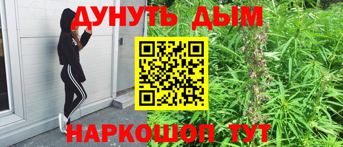 Каннабис сатива Кимры